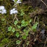 Saxifraga corsica Habitus