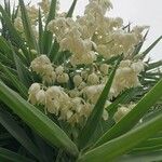 Yucca spp. Λουλούδι