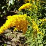 Solidago giganteaKwiat