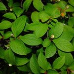 Stewartia pseudocamellia Folla