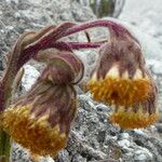 Senecio rhizomatus 花