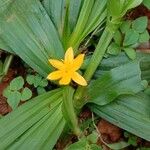 Curculigo orchioides Flower