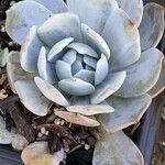 Echeveria lilacina Folio