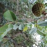 Annona crassiflora Плод