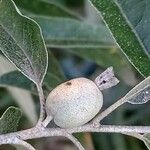 Elaeagnus angustifolia ഫലം