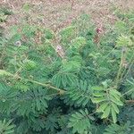 Mimosa diplotricha عادت