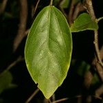 Hibiscus boryanus Blad