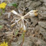 Chaenactis glabriuscula Kvet