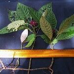 Psychotria guapilensis Other