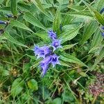 Gentiana asclepiadea 花