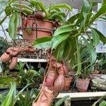 Nepenthes alata Blatt