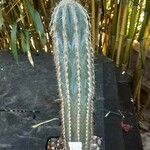 Pilosocereus alensis Hoja