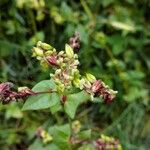 Fagopyrum tataricum Flower