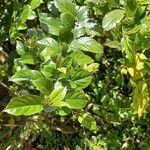 Rhamnus prinoides Leaf