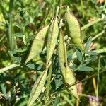 Vicia dasycarpa Плод