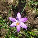 Crocus corsicus Floro