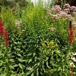 Solidago juncea Hábito