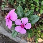 Catharanthus roseusΛουλούδι