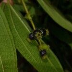 Miconia dependens Ffrwyth