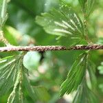 Asplenium aethiopicum Leaf