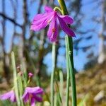 Olsynium douglasii Fiore