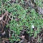 Stellaria apetala Foglia