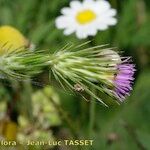 Carduus acicularis Fleur