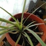 Chlorophytum capense Ліст