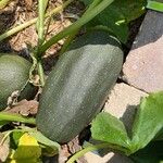 Cucurbita pepoPlod