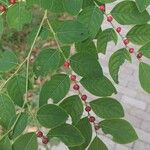 Breynia vitis-idaea Plod