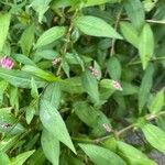 Polygonum persicaria Levél