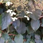 Hydrangea petiolaris Цвят