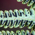 Arthropteris orientalis Hostoa