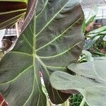 Alocasia reginula पत्ता