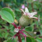 Heterotis decumbens (P.Beauv.) Fruto