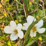 Barleria robertsoniae Floro