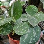 Scindapsus pictus Leaf
