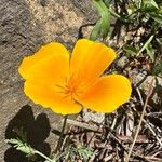 Eschscholzia caespitosa Virág