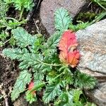 Erodium botrys Blad