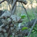 Anredera cordifolia Egyéb