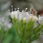 Valeriana tripteris Flower