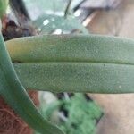 Maxillaria rufescens Leaf