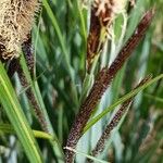 Carex acutiformis Sonstige
