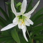 Hymenocallis liriosme Floare