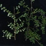 Caragana brevispina Habit