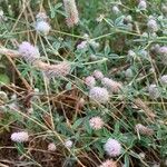 Trifolium arvenseOther