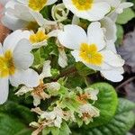 Primula verisBlad