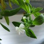 Silene latifoliaফুল