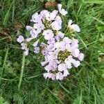 Cardamine pratensisBlodyn