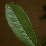 Amanoa guianensis Hostoa